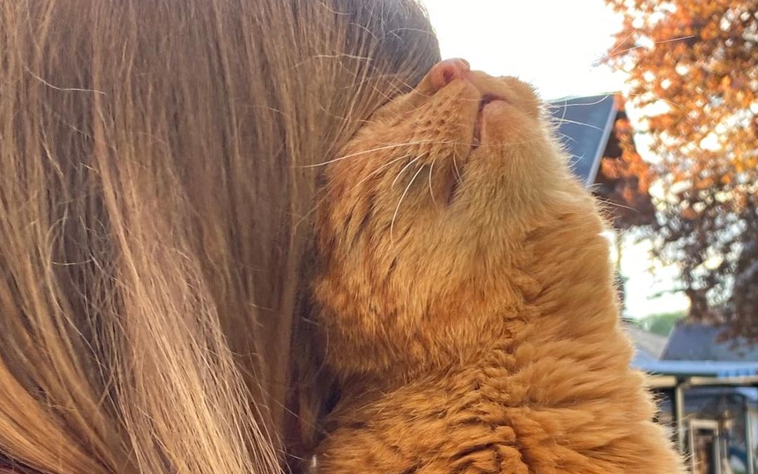 Interview mit Alf, einem besonders menschenfreundlichen Kater