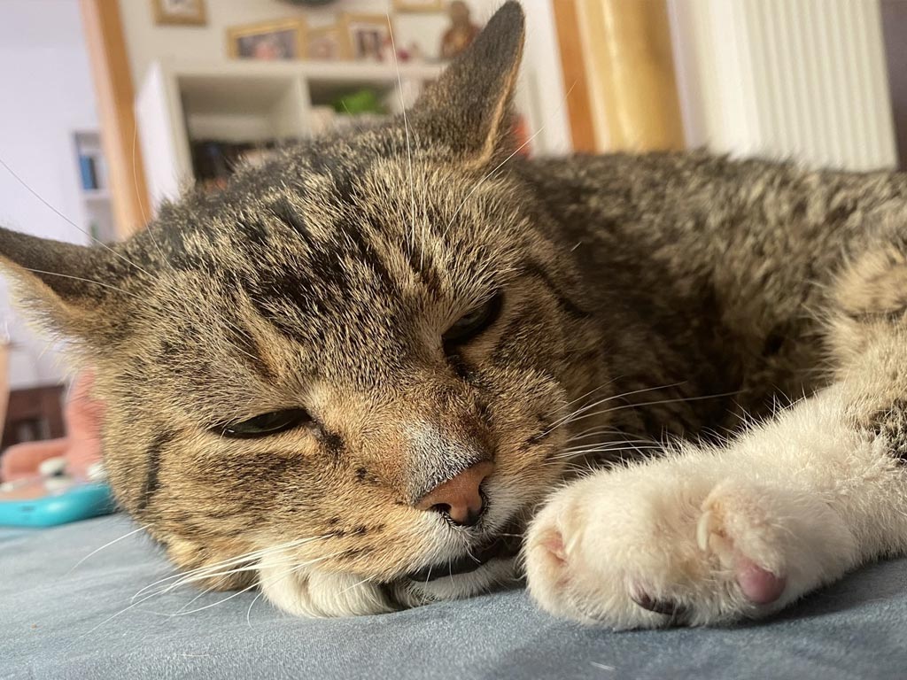 Katzen schwatzen mit Kleo