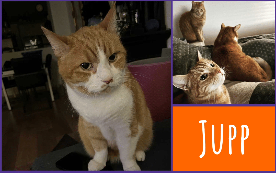 Katzen schwatzen mit Jupp