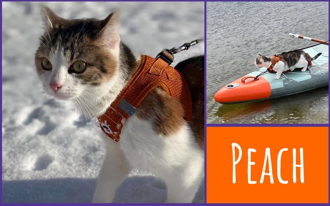 Katzen schwatzen mit Peach