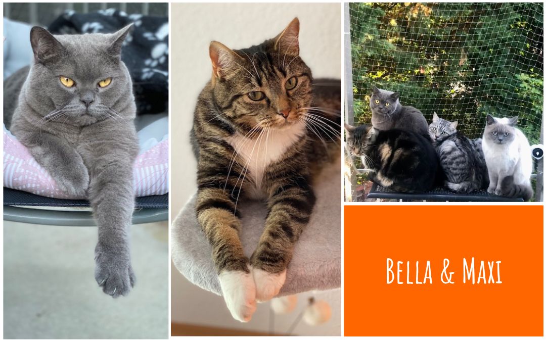 Katzen schwatzen mit Maxi und Bella