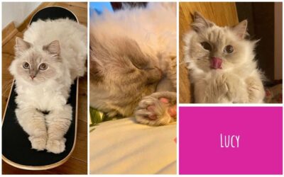 Katzen schwatzen mit Lucy