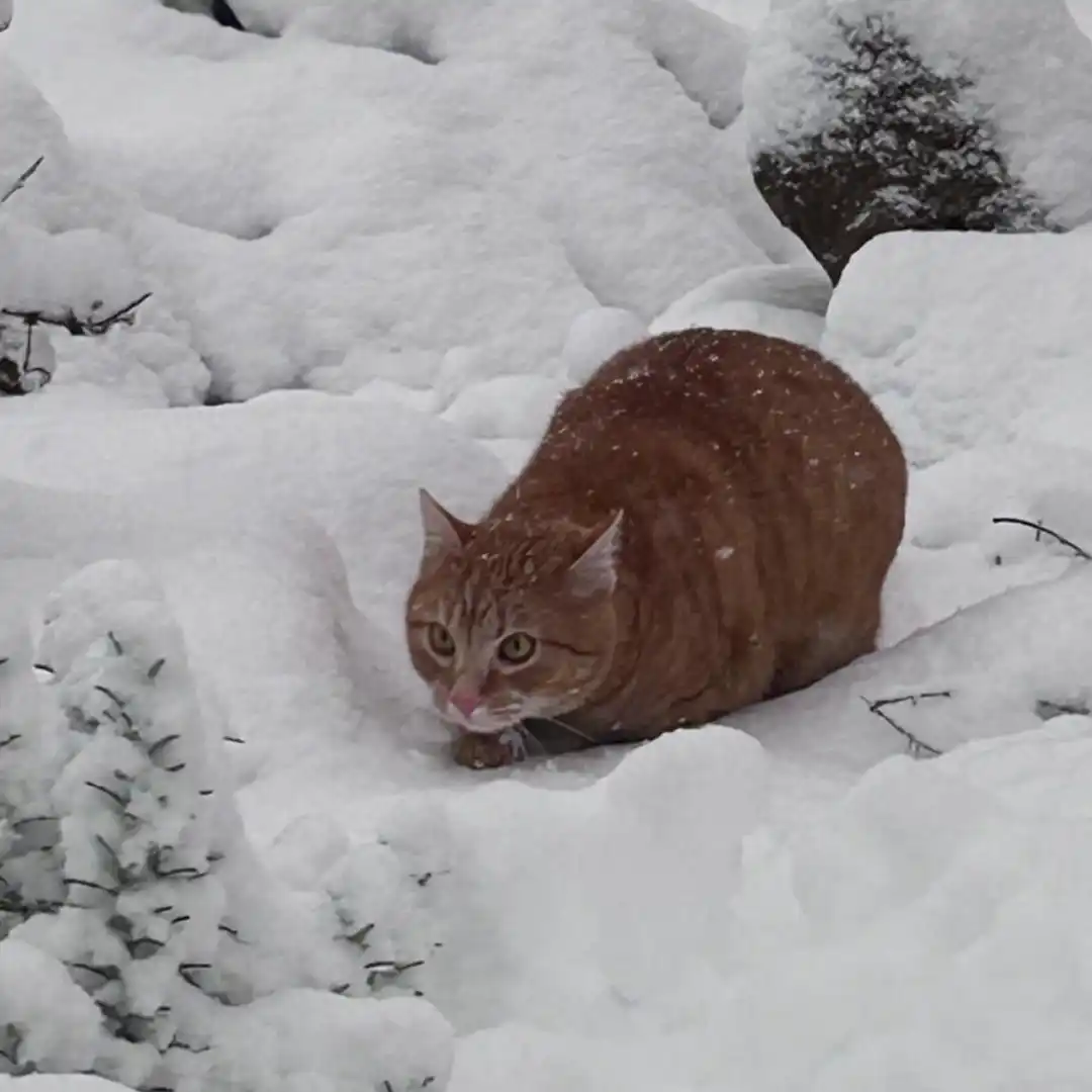Pepe_03 Katze schwatzen mit Henri und Streuner