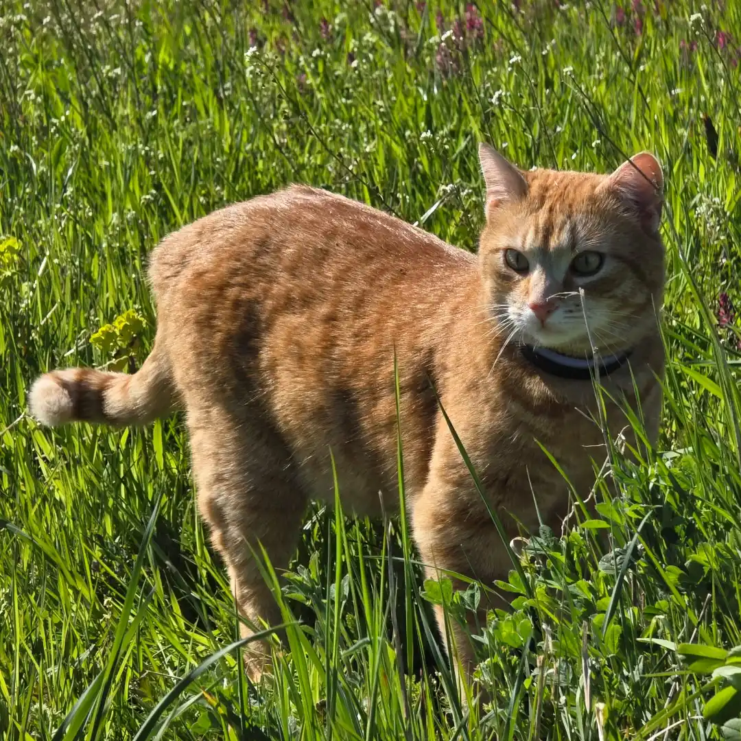 Pepe_05 Katze schwatzen mit Henri und Streuner