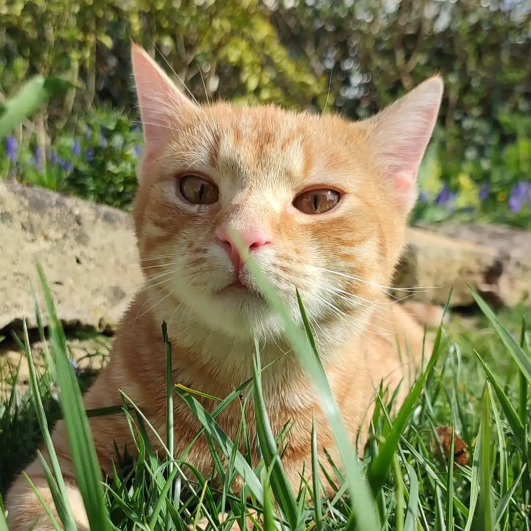 Pepe_07 Katze schwatzen mit Henri und Streuner
