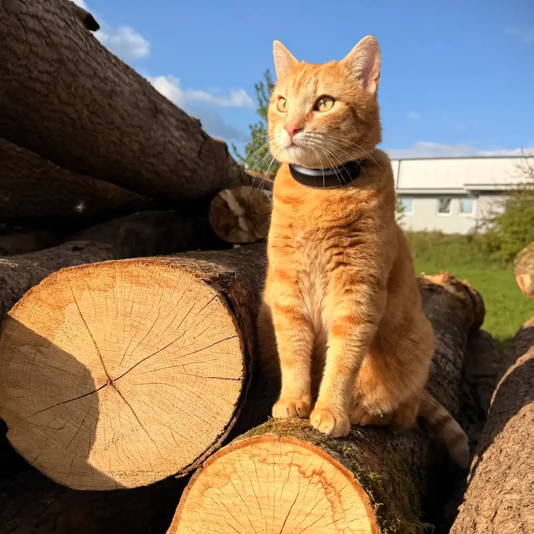 Pepe_10 Katze schwatzen mit Henri und Streuner