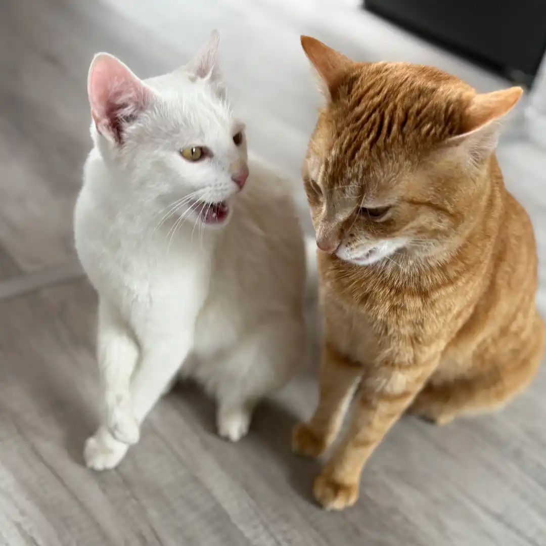 bella-und-pepe_07 Katze schwatzen mit Henri und Streuner