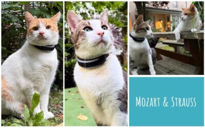 Katzen schwatzen mit Mozart und Strauss