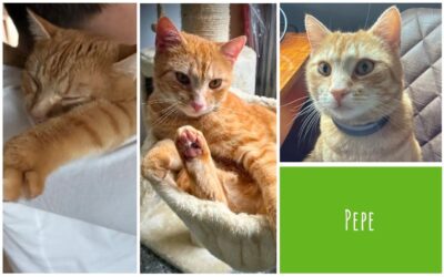 Katzen schwatzen mit Pepe