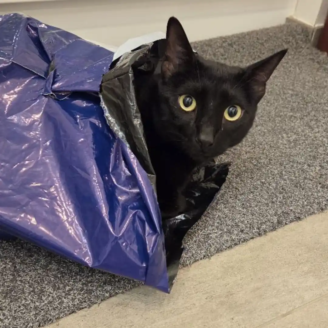 Katze schwatzen mit Henri und Streuner