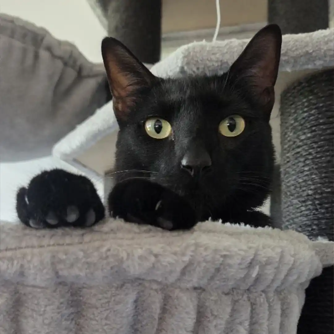 Katze schwatzen mit Michel und Herrn Rossi