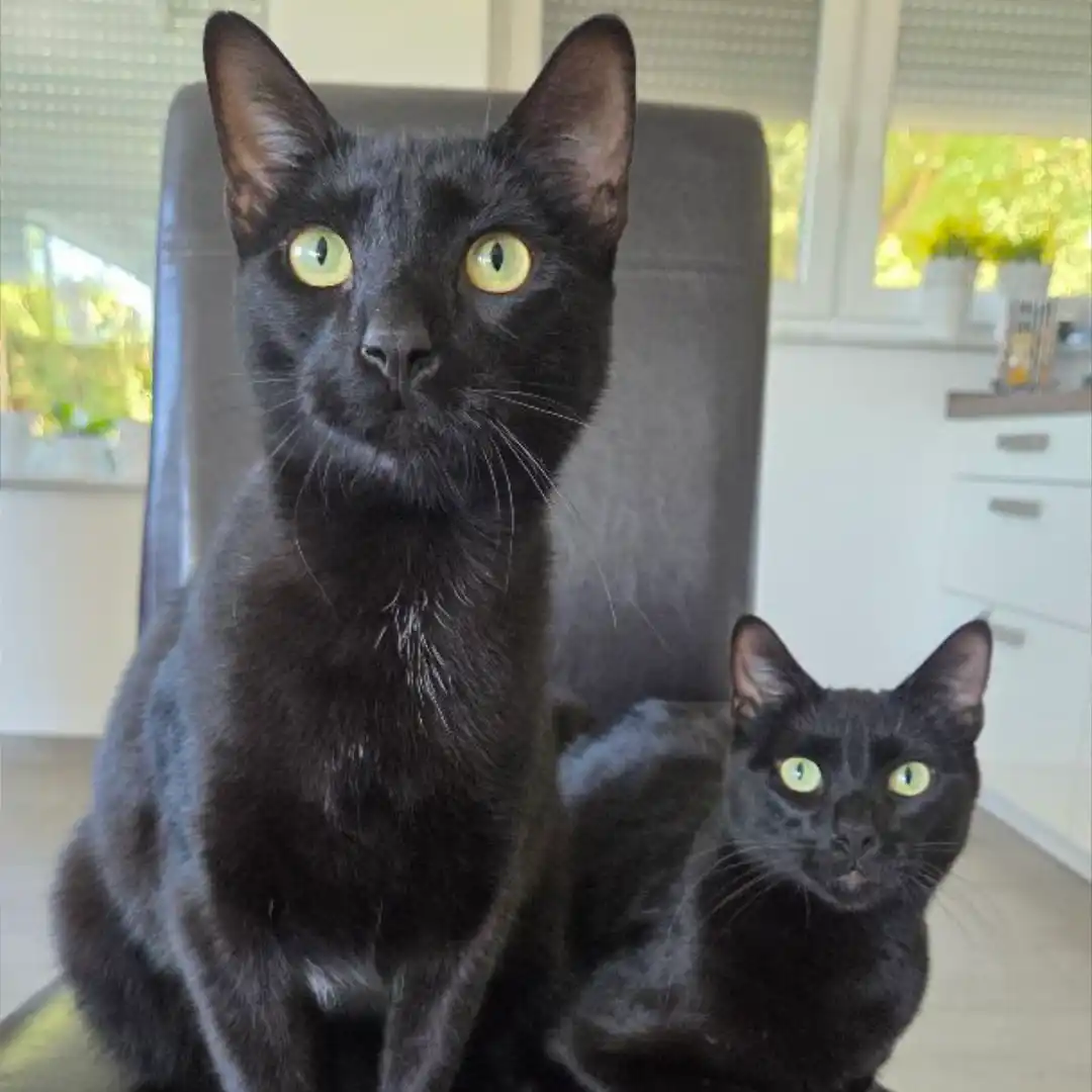 Katze schwatzen mit Henri und Streuner