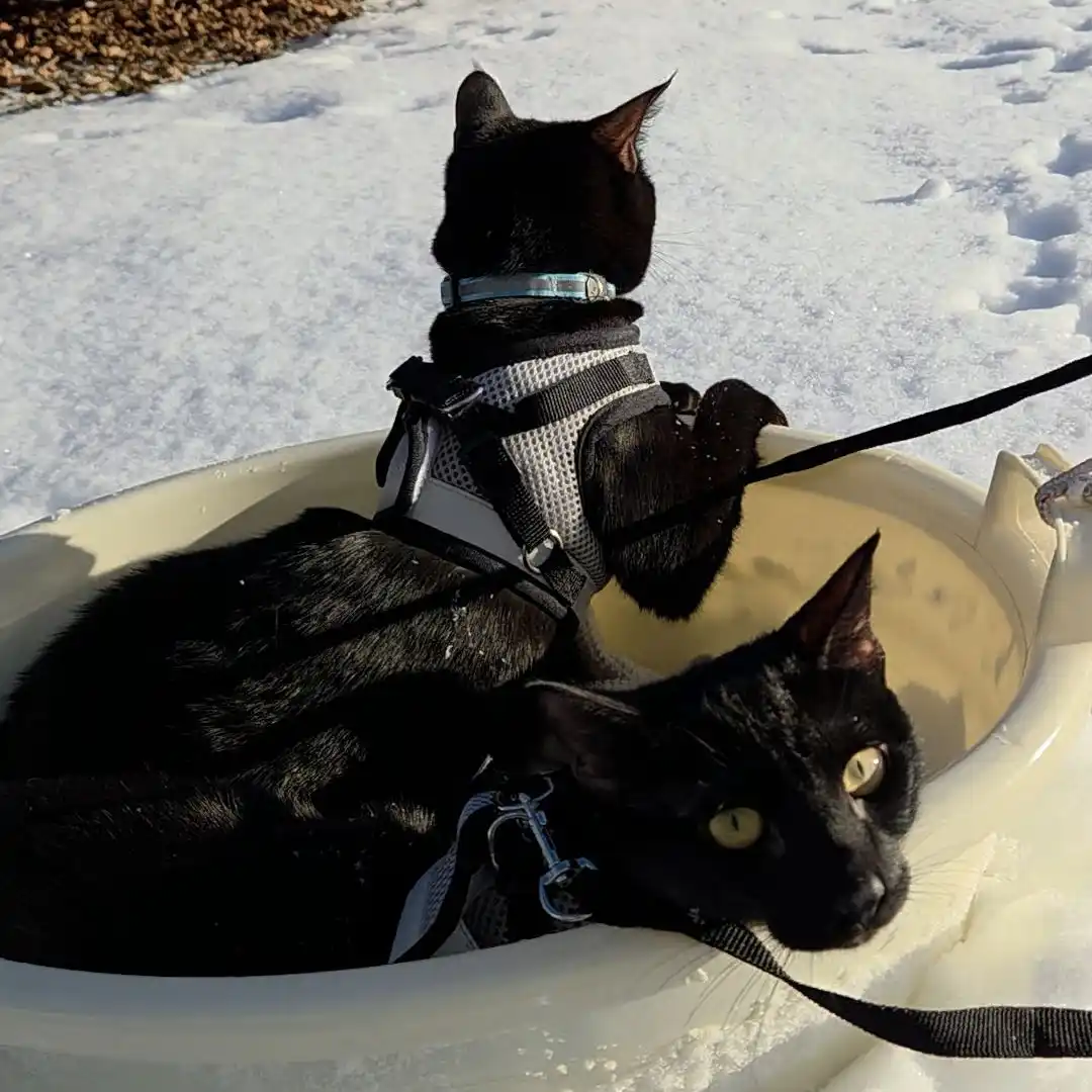 Katze schwatzen mit Michel und Herrn Rossi