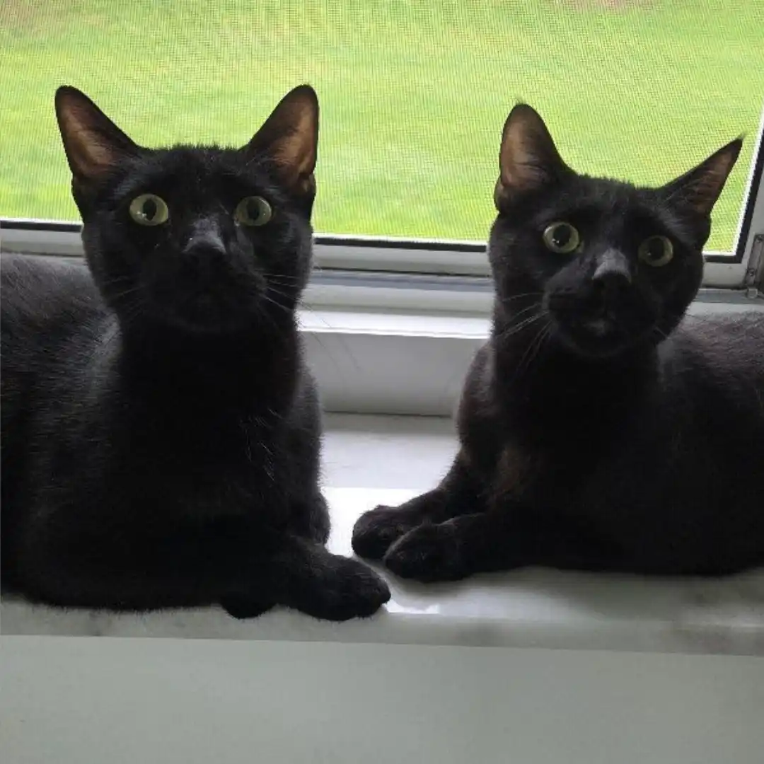 Katze schwatzen mit Michel und Herrn Rossi