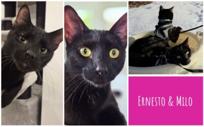 Katzen schwatzen mit Ernesto und Milo