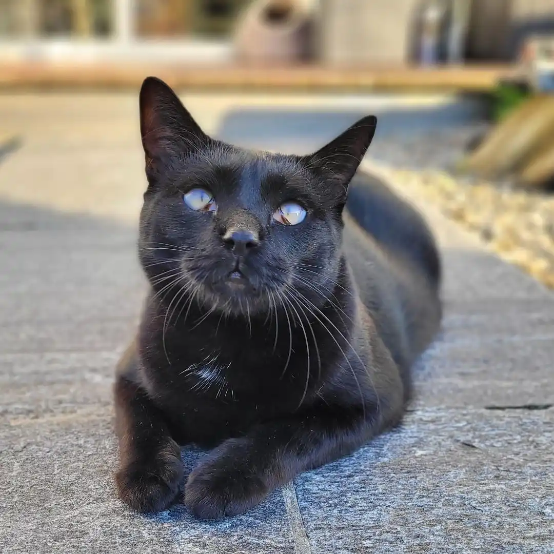 Katze schwatzen mit Henri und Streuner